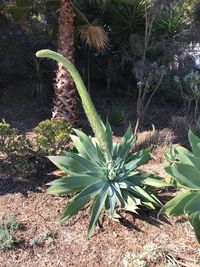 Plants growing on field