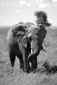 View of elephant on field
