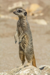 Close-up of meerkat standing outdoors