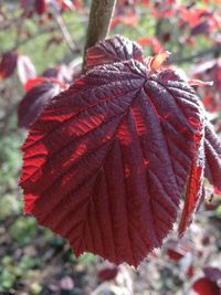 Close-up of red leaf