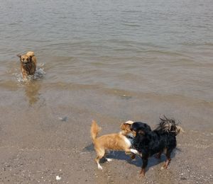 High angle view of dogs running on beach