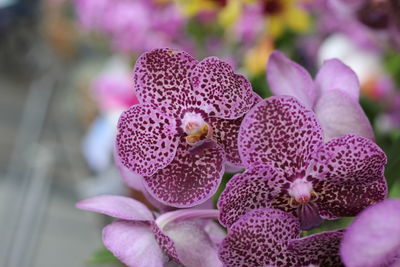 Close-up of pink flowering plant