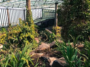 Close-up of plants in greenhouse