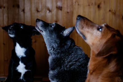 Close-up of black dog