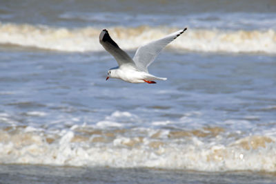 Seagull flying over sea