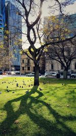 Bare tree in lawn against building