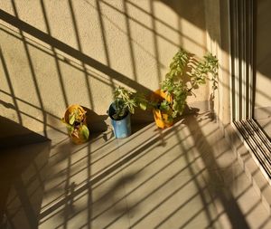 High angle view of potted plant on railing of building