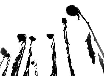 Low angle view of silhouette plants against sky