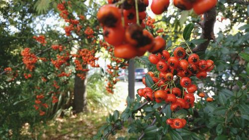 Close-up of red berries on tree