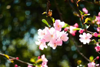 Close-up of pink cherry blossoms