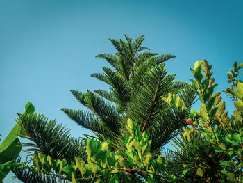 Low angle view of coconut palm tree against clear blue sky