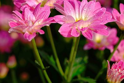 Close-up of wet pink flowering plants