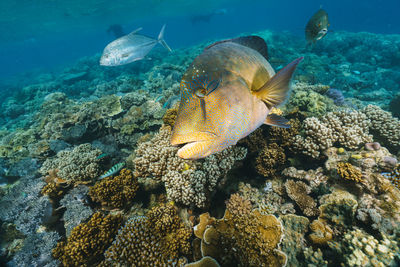 High angle view of fish swimming in sea