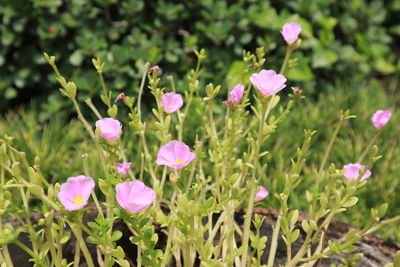 Close-up of pink flowering plants on field