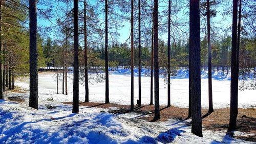 Trees on field during winter