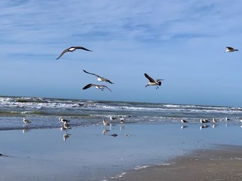 Seagulls flying over beach