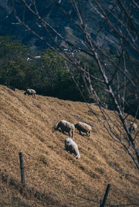 View of an animal on field