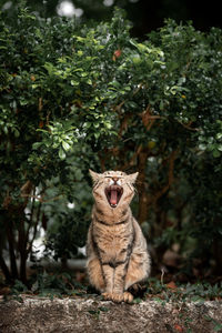 Cat yelling 