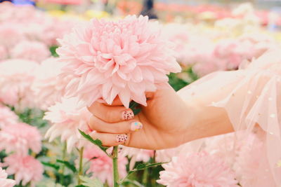 Close-up of hand holding pink flowering plant