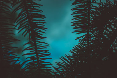 Low angle view of palm trees against sky at night