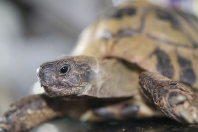 Close-up of a lizard