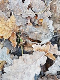 Close-up of autumn leaf