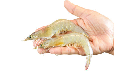 Close-up of hand holding bread against white background