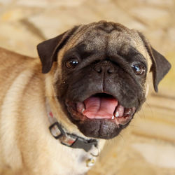 Close-up portrait of dog
