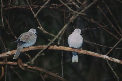 Close-up of bird perching on branch