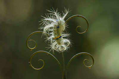 Close up of beautiful caterpillar