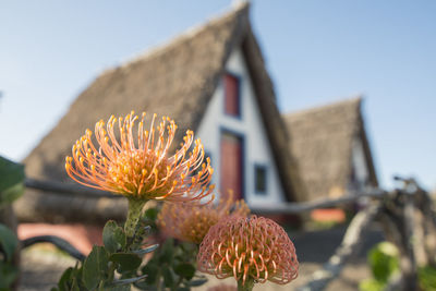 Close-up of flower on plant against sky