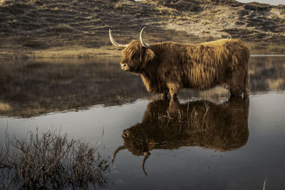 Highland cattle reflecting in lake