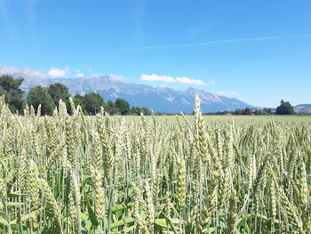 Crops growing on field against blue sky