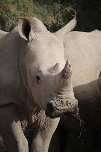 Close-up of horse in zoo