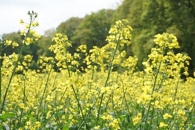 Yellow flowering plants growing on field