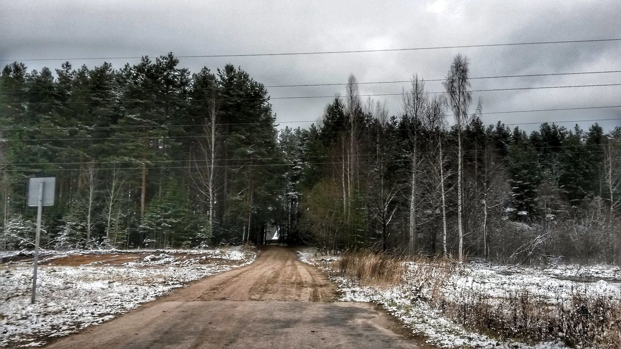 SCENIC VIEW OF FOREST