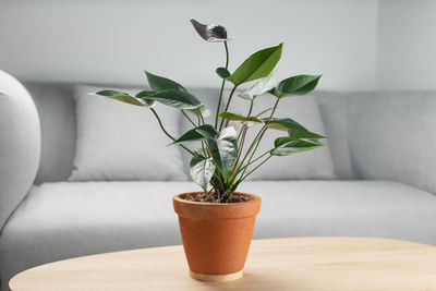 Black flamingo flower or anthurium andraeanum in clay pot