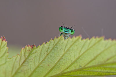 Close-up potrait of a damselfly hiding behind a green leaf