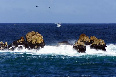 Seagull flying over sea against sky