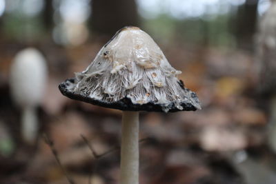 Close-up of mushroom growing on field