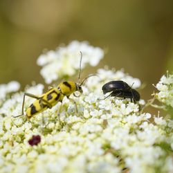 Close-up of insect on flower