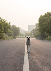 A dog walking on an empty road wiggling his tail and enjoying empty streets during sunrise.