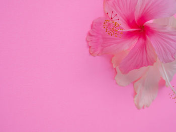 Close-up of pink flower over white background