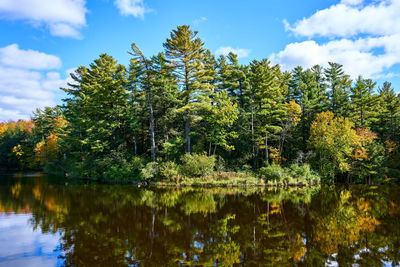 Trees reflecting on river