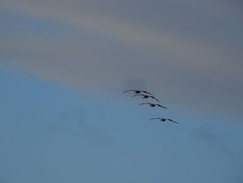 Low angle view of birds flying in sky