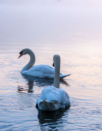 Swan floating on lake against sky