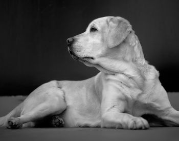 Close-up of dog looking away