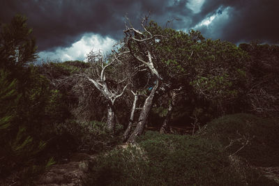 Panoramic view of trees in forest against storm clouds