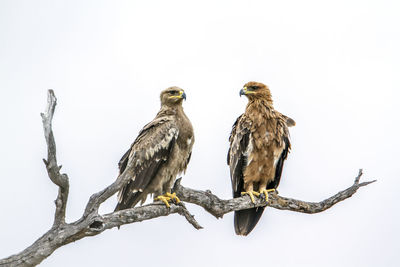 Low angle view of birds perching on branch against sky