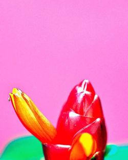 Close-up of flower over white background